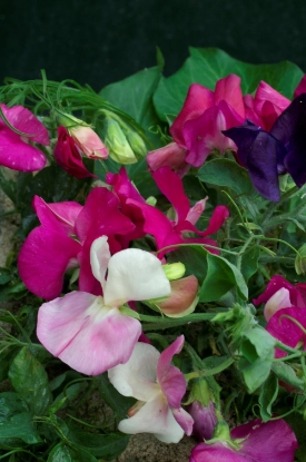 Picture of Sweet Pea Dwarf - Little Sweetheart Mixed
